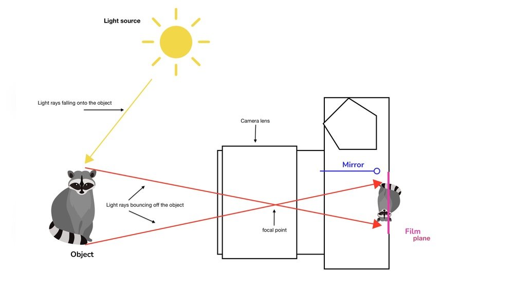 How Does A Camera Work? Explained Simply and Clearly